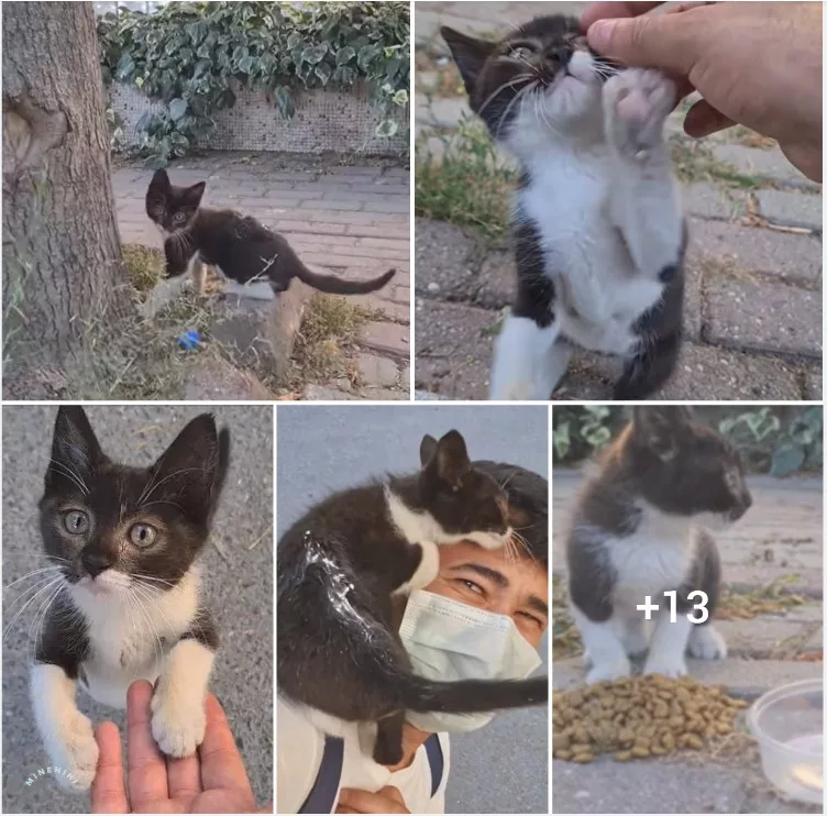 “When a Stray Kitten Turned the Tables: How a Feisty Feline Became My Unexpected Hero”