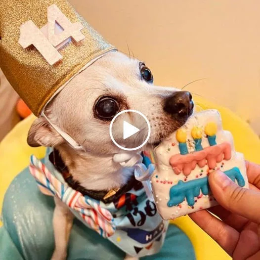 “Cheers to 14 Years! Dexter’s Blind Pup Celebrates a Special Birthday with Lots of Love and Well Wishes”