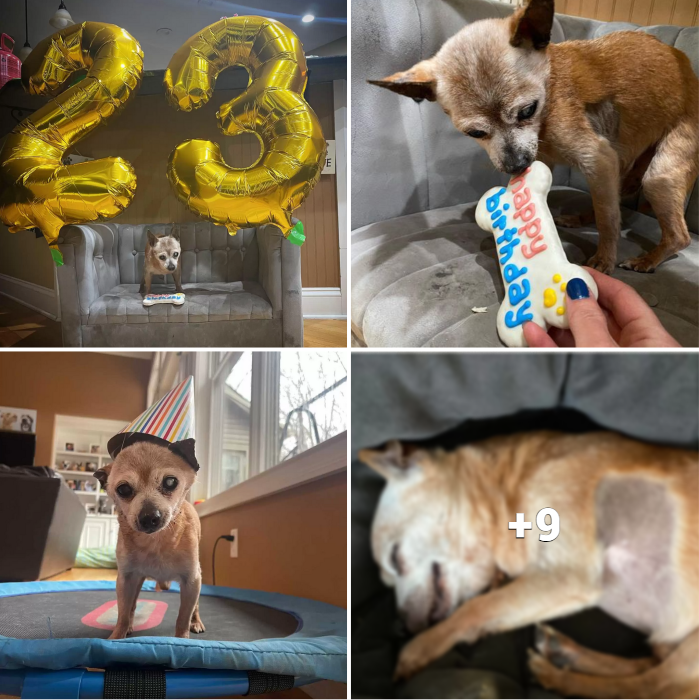 “Senior Rescue Pooch, Bully, Preps for Unforgettable Birthday Bash!”