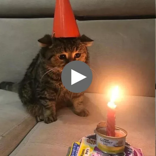 “A Meow-velous Birthday Meme Template: Adding a Feline Flair to Your Celebrations”