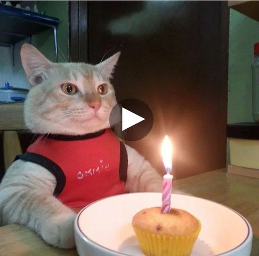 “Pawsome Party: Celebrating a Feline’s Meow-some Birthday Bash”