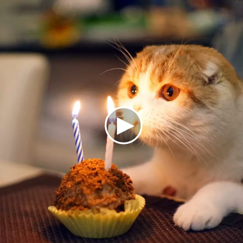 Pawsome Ways to Throw a Birthday Bash for Your Furry Friend